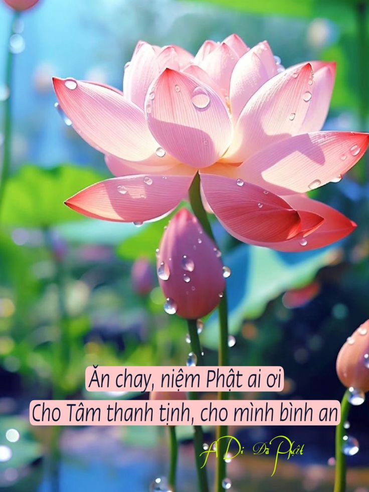 hình ảnh Ăn Chay Niệm Phật